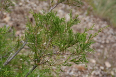 Juniperus scopulorum