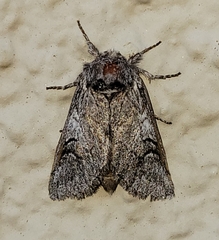 Astiptodonta aonides