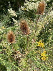Dipsacus