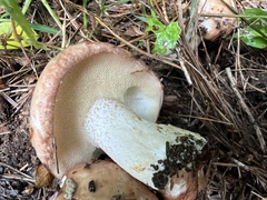 Suillus weaverae