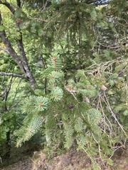 Picea sitchensis