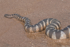 Acrochordus granulatus