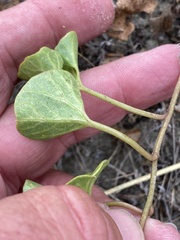 Calystegia soldanella