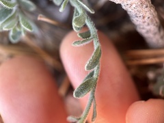 Erigeron breweri jacinteus