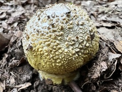 Amanita franchetii