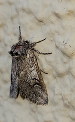 Astiptodonta aonides