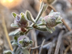 Erigeron breweri jacinteus
