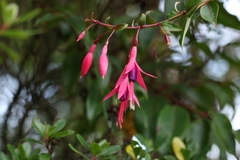 Fuchsia regia