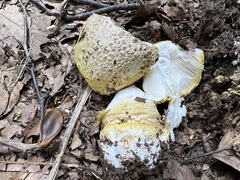 Amanita franchetii