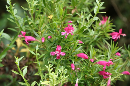 Esterhazya eitenorum (Esterhazya eitenorum)