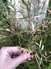 Scirpus atrovirens