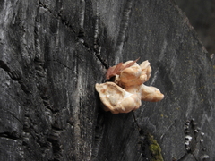 Laetiporus gilbertsonii