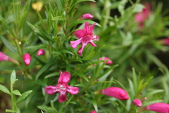 Esterhazya splendida