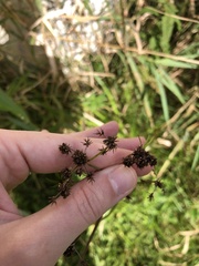 Scirpus atrovirens