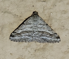Digrammia pallorata