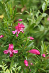 Esterhazya splendida