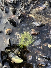 Anthopleura artemisia