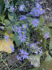Symphyotrichum shortii
