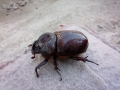 Phyllognathus excavatus