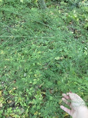 Asparagus officinalis