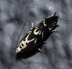 Aristotelia hexacopa