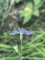 Symphyotrichum shortii