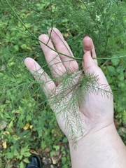 Asparagus officinalis