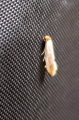 Tinea semifulvella