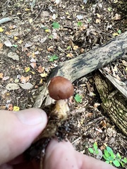 Stropharia rugosoannulata