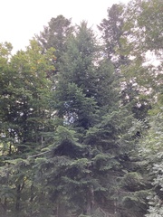 Abies alba