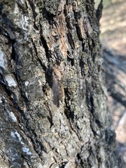 Ululodes quadripunctatus