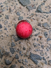 Amphibolips quercusjuglans