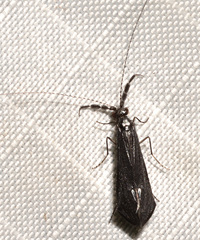 Mystacides sepulchralis