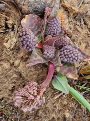 Ledebouria ovatifolia