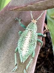 Compsus viridivittatus