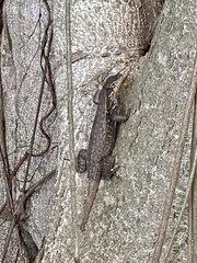 Leiocephalus carinatus