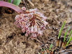 Ledebouria ovatifolia
