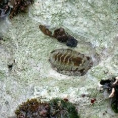 Acanthopleura