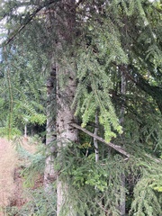 Abies alba