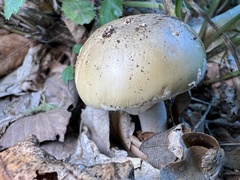 Amanita franchetii