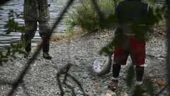 Oncorhynchus tshawytscha