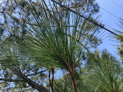 Pinus elliottii