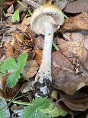 Amanita franchetii