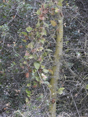 Aristolochia californica