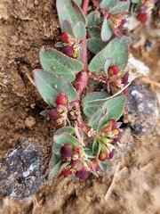 Euphorbia vermiculata
