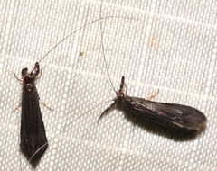 Mystacides sepulchralis
