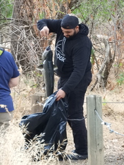 Oncorhynchus tshawytscha