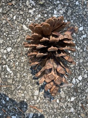 Pinus elliottii