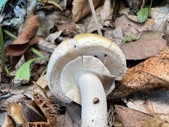 Amanita franchetii