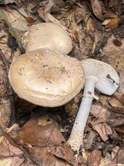 Amanita franchetii